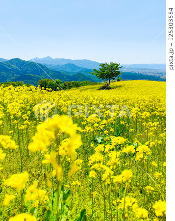三ノ倉高原菜の花畑 125303584