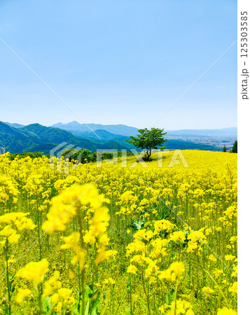 三ノ倉高原菜の花畑 125303585