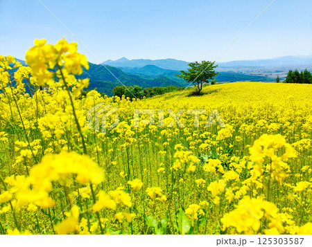 三ノ倉高原菜の花畑 125303587