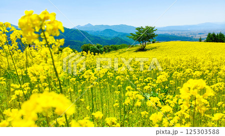 三ノ倉高原菜の花畑 三ノ倉高原菜の花畑 125303588