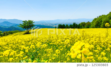 三ノ倉高原菜の花畑 125303603