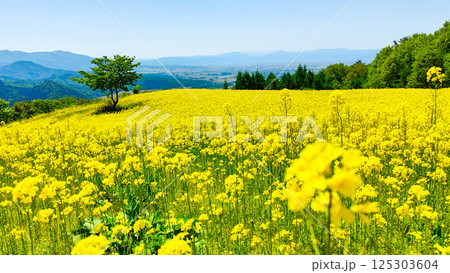 三ノ倉高原菜の花畑 125303604