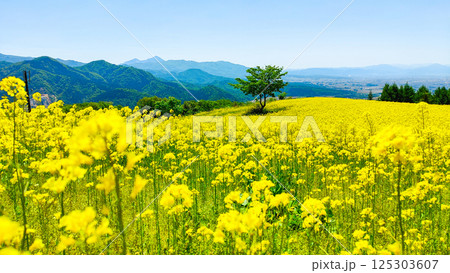 三ノ倉高原菜の花畑 125303607