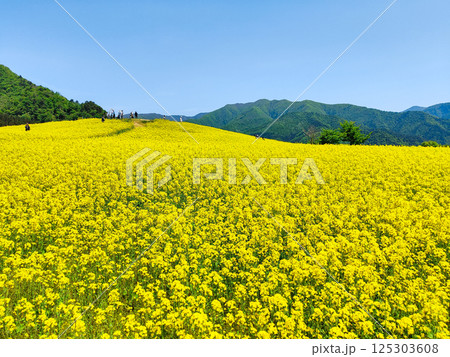 三ノ倉高原菜の花畑 125303608