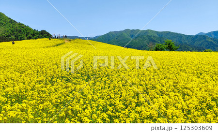 三ノ倉高原菜の花畑 125303609
