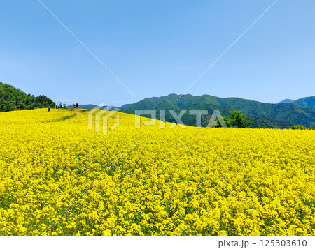 三ノ倉高原菜の花畑 三ノ倉高原菜の花畑 125303610