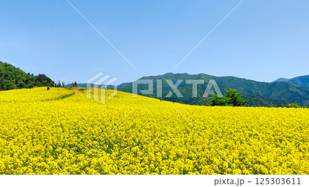 三ノ倉高原菜の花畑 三ノ倉高原菜の花畑 125303611