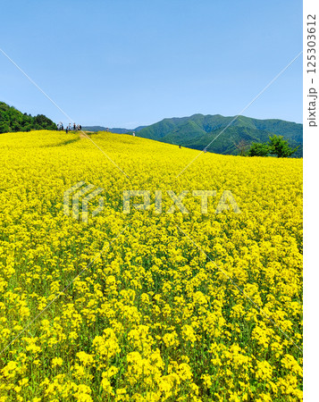 三ノ倉高原菜の花畑 125303612