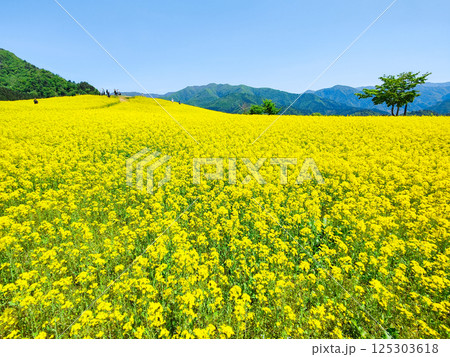 三ノ倉高原菜の花畑 125303618