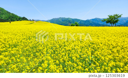 三ノ倉高原菜の花畑 125303619