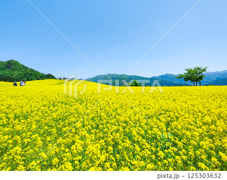三ノ倉高原菜の花畑 125303632