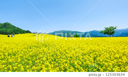 三ノ倉高原菜の花畑 125303634