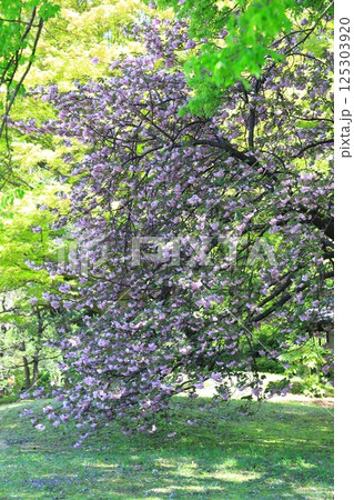 満開の里桜　「関山」（カンザン） 125303920