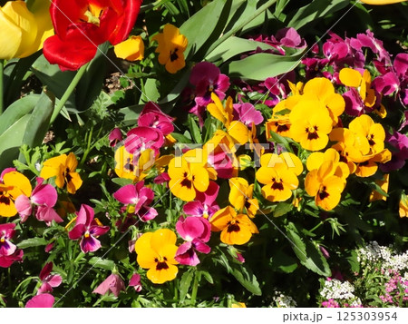 満開花壇の花：スミレ：チュウリップ:スパラキシス   125303954