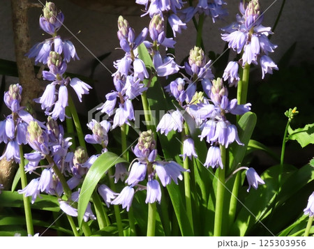 満開の花壇の花：ツリガネズイセン：釣鐘ズイセン 125303956