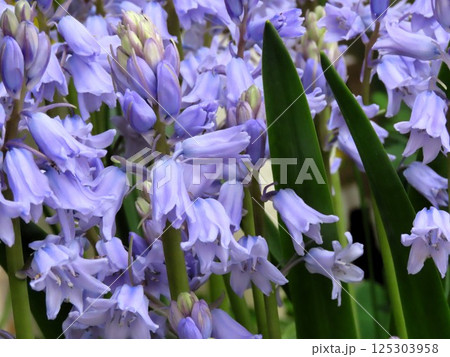 満開の花壇の花：ツリガネズイセン：釣鐘ズイセン 125303958