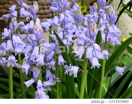 満開の花壇の花：ツリガネズイセン：釣鐘ズイセン 125303960
