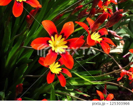 満開の花壇の花:花壇の花:アヤメ科:スパラキシス [パピルス 満開の花壇の花:花壇の花:アヤメ科:スパラキシス [パピルス 125303966