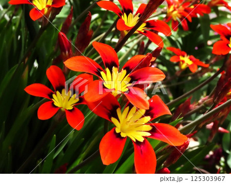 満開の花壇の花：アヤメ科:スパラキシス   [パピルス] 125303967