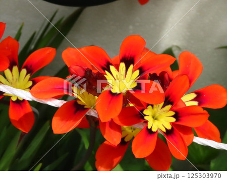 満開の花壇の花：花壇の花：アヤメ科:スパラキシス   [パピルス 125303970