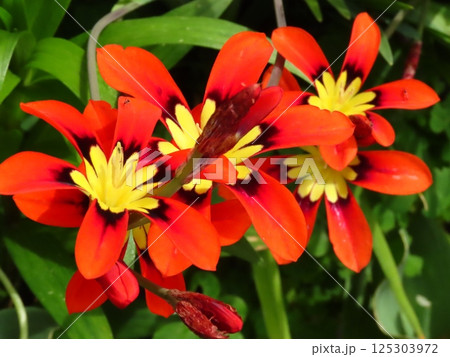 満開の花壇の花：花壇の花：アヤメ科:スパラキシス   [パピルス 125303972