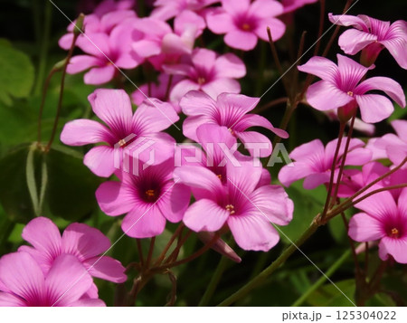 満開の花壇の花：花壇の花＆野の花：イモカタバミ 125304022