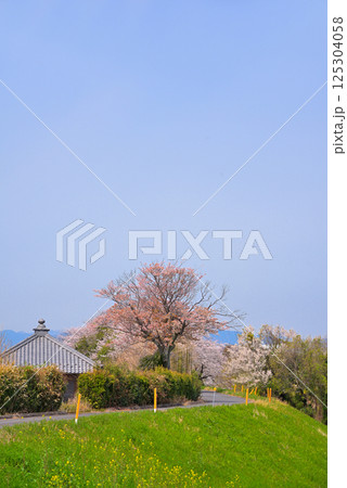 《岐阜県》羽島市　境川の満開の桜 125304058