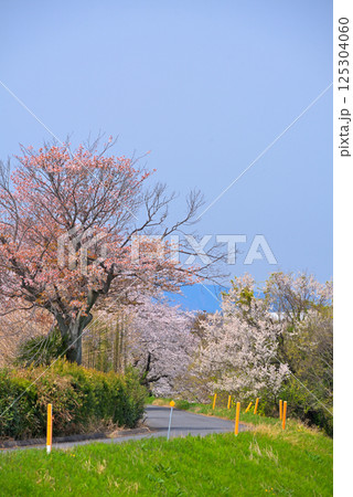 《岐阜県》羽島市 境川の満開の桜 《岐阜県》羽島市 境川の満開の桜 125304060