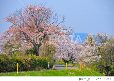 《岐阜県》羽島市　境川の満開の桜 125304061