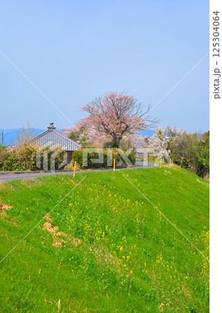 《岐阜県》羽島市 境川の満開の桜 《岐阜県》羽島市 境川の満開の桜 125304064