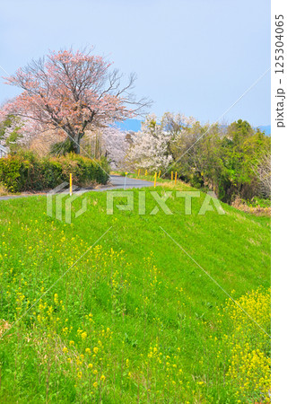 《岐阜県》羽島市　境川の満開の桜 125304065