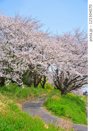 《岐阜県》羽島市 境川の満開の桜 《岐阜県》羽島市 境川の満開の桜 125304070
