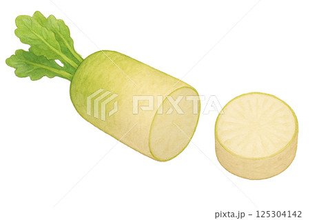 水彩で描いた輪切りの大根イラスト（野菜） 125304142