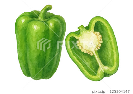 水彩で描いた断面付きの緑ピーマンのイラスト（野菜） 125304147
