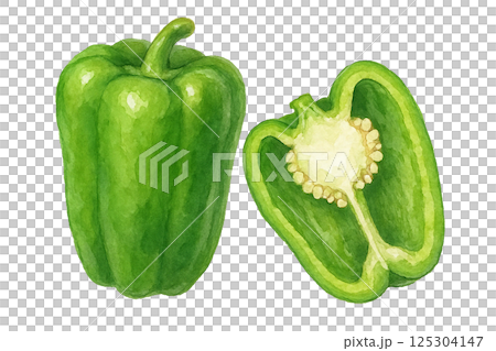 水彩で描いた断面付きの緑ピーマンのイラスト（野菜） 125304147