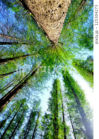 新緑のメタセコイアの林を見上げる 125304273