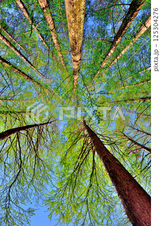 新緑のメタセコイアの林を見上げる 新緑のメタセコイアの林を見上げる 125304276