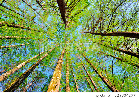 新緑のメタセコイアの林を見上げる 新緑のメタセコイアの林を見上げる 125304277