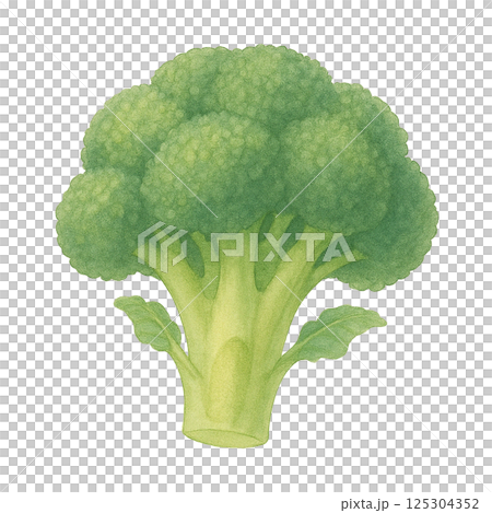 西蘭花莖（蔬菜）的水彩插圖 125304352