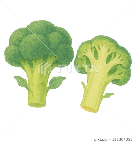 水彩で描いたブロッコリーと断面のイラスト（野菜）のイラスト素材