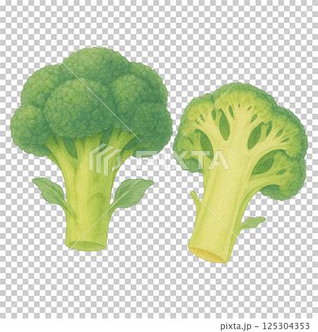 Broccoli and cross-section illustration drawn by watercolor (vegetables) 125304353