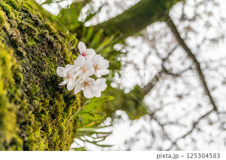 苔むした木に咲く桜 125304583