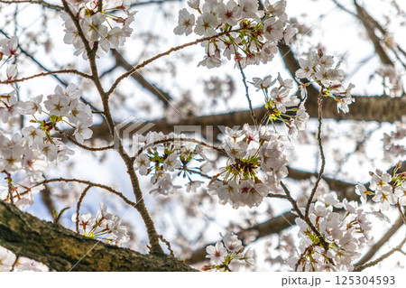 満開の桜のある風景 125304593