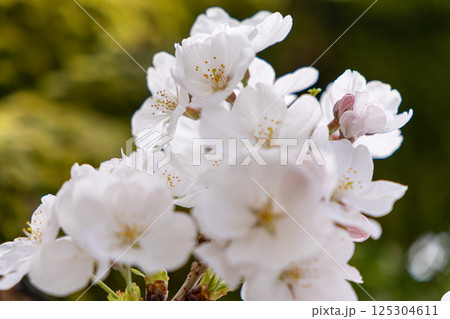 桜の花びら 125304611