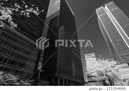 東京八重洲口周辺の桜咲く都市風景 2025.04 b-5 モノクロ 東京八重洲口周辺の桜咲く都市風景 2025.04 b-5 モノクロ 125304666