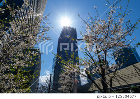 東京八重洲口周辺の桜咲く都市風景 2025.04 e-1 東京八重洲口周辺の桜咲く都市風景 2025.04 e-1 125304677