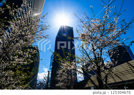 東京八重洲口周辺の桜咲く都市風景 2025.04　e-2 高彩度コントラスト 125304678