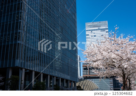 東京八重洲口周辺の桜咲く都市風景 2025.04　f-1 125304682