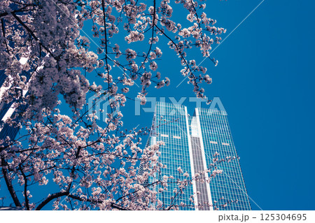 東京八重洲口周辺の桜咲く都市風景 2025.04 h-4 ライトカラー 東京八重洲口周辺の桜咲く都市風景 2025.04 h-4 ライトカラー 125304695