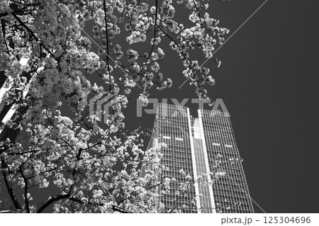 東京八重洲口周辺の桜咲く都市風景 2025.04 h-5 モノクロ 東京八重洲口周辺の桜咲く都市風景 2025.04 h-5 モノクロ 125304696